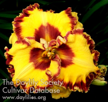 Daylily California Connection